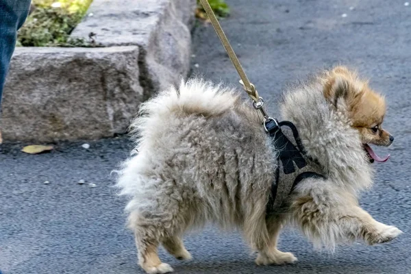 Beautiful little fluffy puppy walks on a leash — Stock Photo, Image