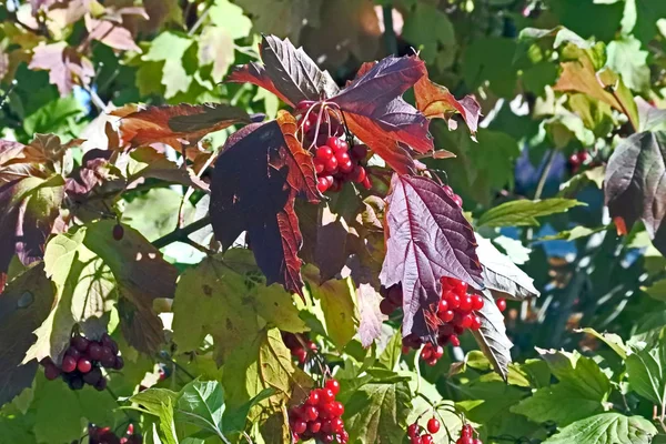 Ripe viburnum berries on a tree with autumn red leaves — Stock Photo, Image
