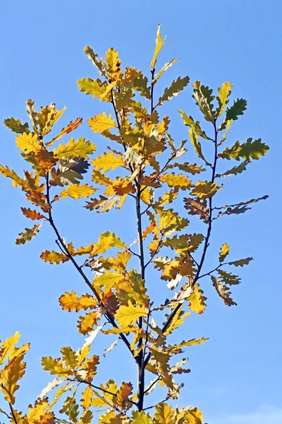 Folhas de carvalho de outono em uma árvore — Fotografia de Stock