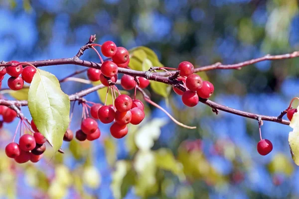 Outono pequenas maçãs selvagens nos ramos — Fotografia de Stock