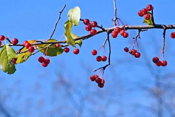 秋天树枝上的小野苹果 — 图库照片
