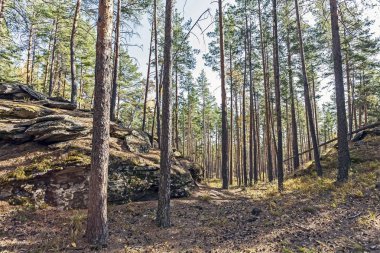 Güney Urallar 'da, Miass şehri yakınlarındaki Chashkovsky sırtı yakınlarında sonbahar çam ormanı.