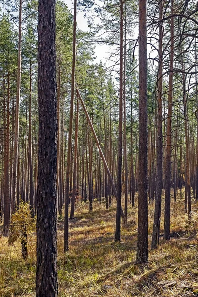 Bosque de pinos de otoño en los Urales del sur cerca de la cresta de Chashkovsky cerca de la ciudad de Miass — Foto de Stock