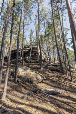 Güney Urallar 'da, Miass şehri yakınlarındaki Chashkovsky sırtı yakınlarında sonbahar çam ormanı.