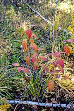 Sonbahar ormanında yaprakları kızıl olan genç bir ağaç.