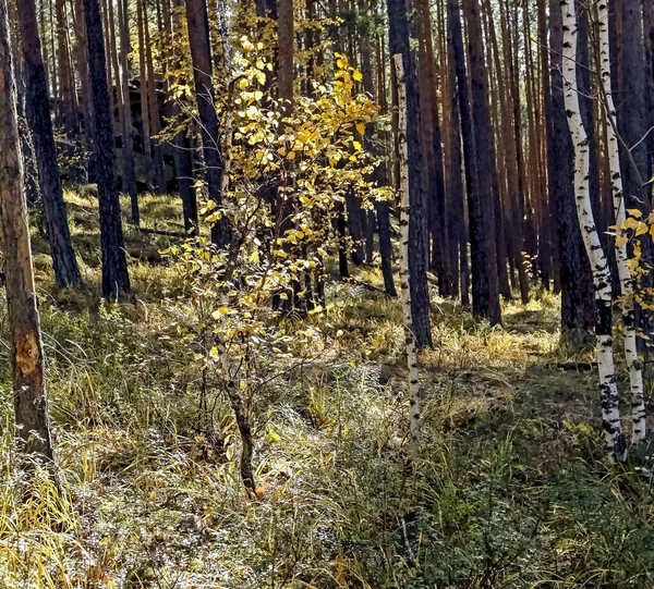 Mladá bříza se žlutými podzimními listy v borovém lese — Stock fotografie