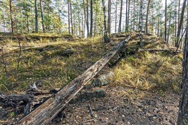 Güney Urallar 'da, ormanda devrilmiş yaşlı bir ağaç.