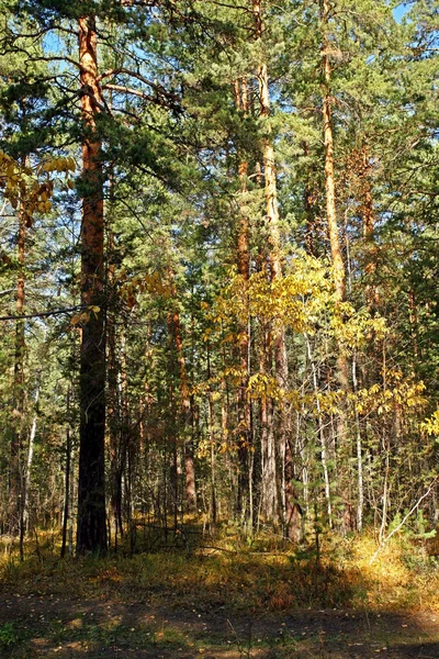 Mladá bříza se žlutými podzimními listy v borovém lese — Stock fotografie