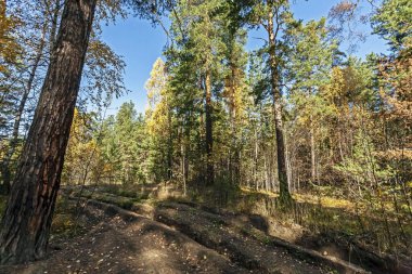 Sarı sonbahar yapraklı genç huş ağacı bir çam ormanında