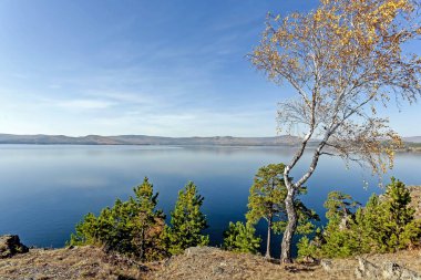Turgoyak Gölü 'nün kayalık kıyısında yaprakları dökülen sarı sonbahar huş ağacı ve yeşil çam ağaçları.