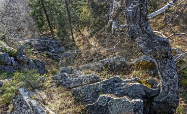 Kara Kaya ve Taganay sırtlarındaki vahşi orman