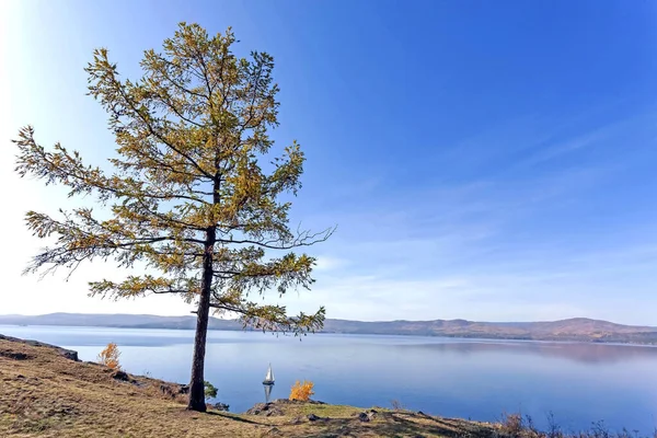 Pohon larch kesepian di pantai berbatu danau Turgoyak — Stok Foto