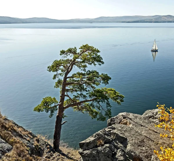 Pohon pinus kesepian di pantai berbatu danau Turgoyak — Stok Foto