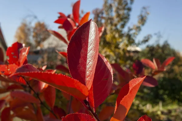Красные и оранжевые осенние листья на буше из черного пепла — стоковое фото