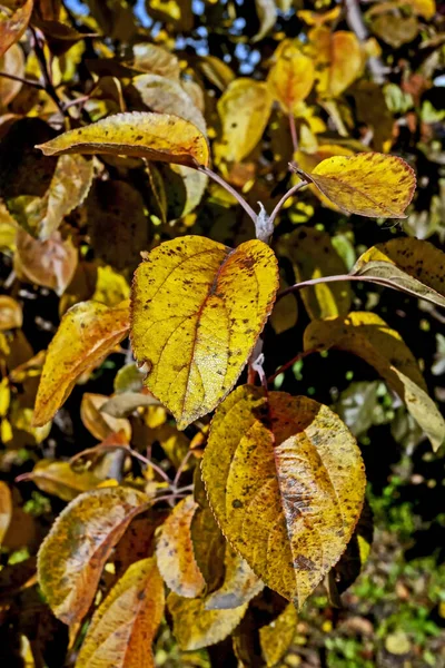 Folhas de outono amarelas e vermelhas manchadas em uma árvore de maçã — Fotografia de Stock