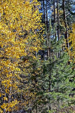 Sarı sonbahar yapraklı genç huş ağacı bir çam ormanında