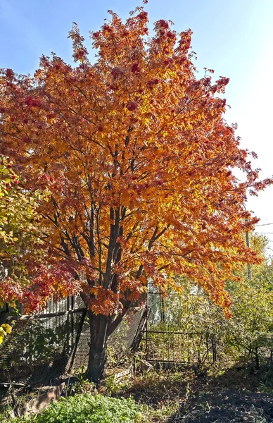 Φωτεινό φθινόπωρο Rowan δέντρο στον κήπο — Φωτογραφία Αρχείου