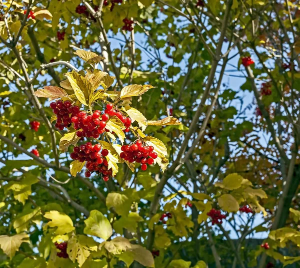 Ягоды вибурнума с осенними листьями на дереве в саду — стоковое фото