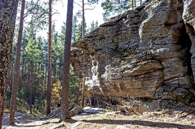 Çam ağaçları sonbahar ormanlarında neredeyse çıplak taşlar üzerinde büyüyor.
