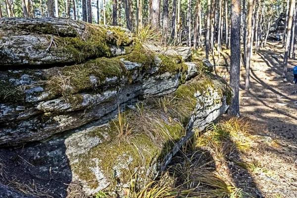 Musgo e líquen em pedras na floresta de pinheiros de outono — Fotografia de Stock