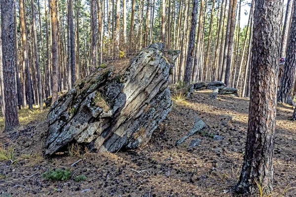 Восени сосновий ліс на південному Уралі біля хребта Чашковський поблизу міста Міас. — стокове фото