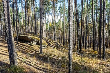 Çam ağaçları sonbahar ormanlarında neredeyse çıplak taşlar üzerinde büyüyor.