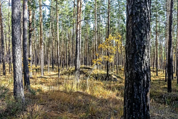 Gebogen jonge berk met gele herfstbladeren in een dennenbos — Stockfoto