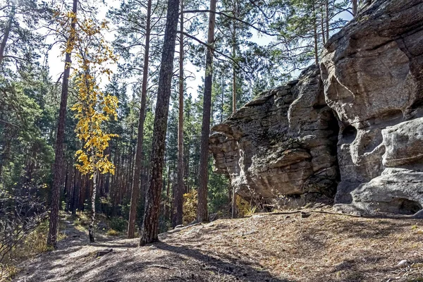 Dennenbomen die groeien op bijna kale stenen in het herfstbos — Stockfoto