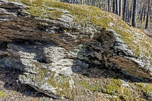 Mousse et lichen sur les pierres dans la forêt de pins d'automne — Photo