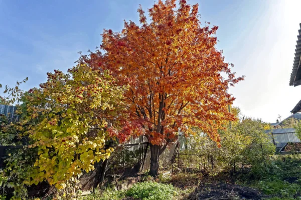Яскрава осінь Рованське дерево в саду — стокове фото