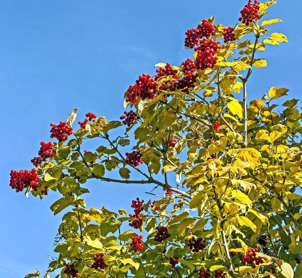 Bagas viburnum com folhas de outono em uma árvore no jardim — Fotografia de Stock