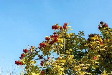 Sonbahar yapraklı viburnum meyveleri bahçedeki bir ağaçta