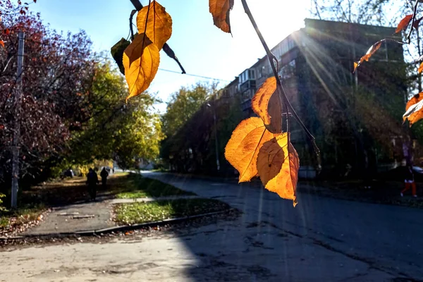 Güneş tarafından aydınlatılmış bir dalda turuncu sonbahar yaprakları, makro — Stok fotoğraf