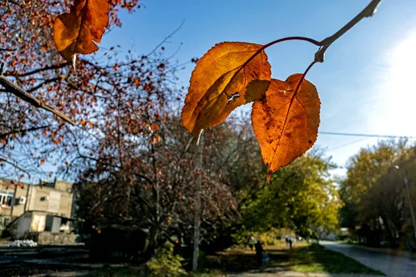 Hojas de otoño de color naranja en una rama iluminada por el sol, macro —  Fotos de Stock