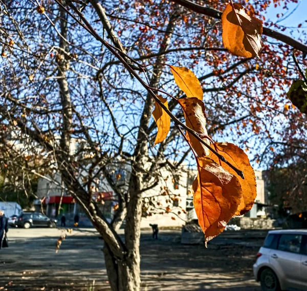 Hojas de otoño de color naranja en una rama iluminada por el sol, macro —  Fotos de Stock