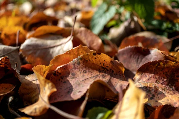 Барвисте осіннє листя яблуні на землі крупним планом, вузька область фокусу — стокове фото
