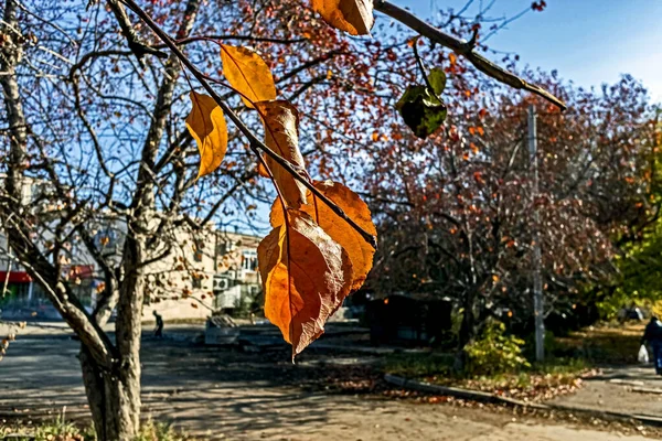 Güneş tarafından aydınlatılmış bir dalda turuncu sonbahar yaprakları, makro — Stok fotoğraf