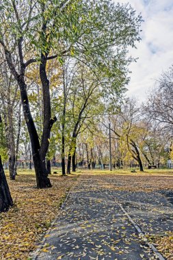 Düşen sonbahar yaprakları kaldırımın her yerinde, dipten manzara...
