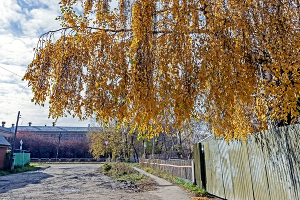 Молодая береза с осенними листьями, освещенными солнцем в пригороде — стоковое фото