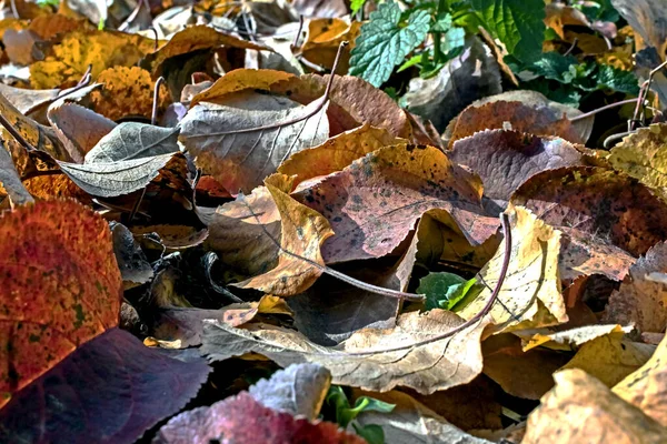 Autunno colorato foglie di melo cadute a terra primo piano, area di messa a fuoco stretta — Foto Stock