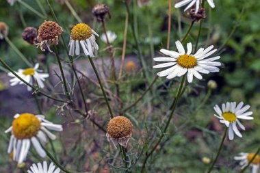 Papatyalar soluyor ve yapraklar dökülüyor.