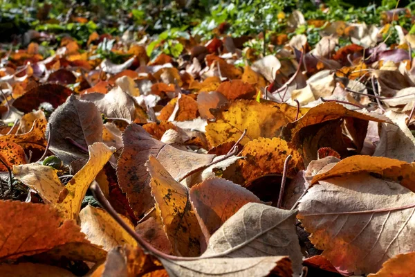 Colorful fallen autumn Apple-tree leaves on the ground close-up, narrow focus area — Stock Photo, Image