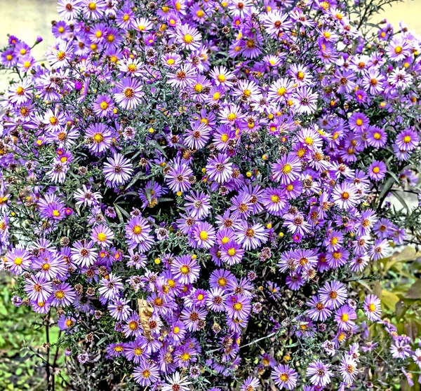 Világos lila őszi virágok latin nevével Symphyotrichum novi-belgii — Stock Fotó