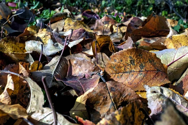 Colorful fallen autumn Apple-tree leaves on the ground close-up, narrow focus area — Stock Photo, Image