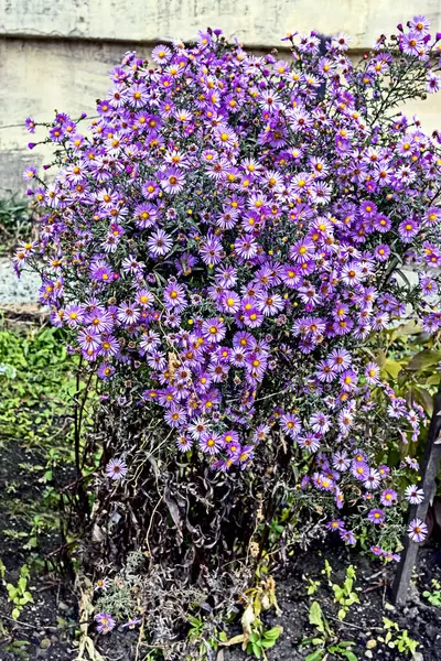 Яркие сиреневые осенние цветы с латинским названием Symphyotrichum novi-belgii — стоковое фото