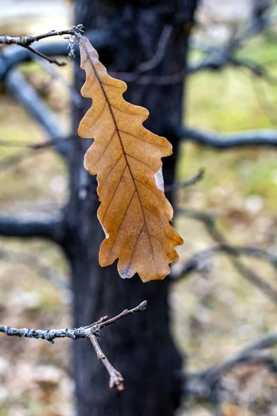Folhas de outono multicoloridas em carvalho macro — Fotografia de Stock