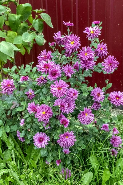 Pink chrysanthemums bloom in the garden — Stock Photo, Image