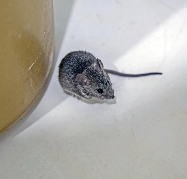 Серая мышь с латинским именем Mus musculus — стоковое фото