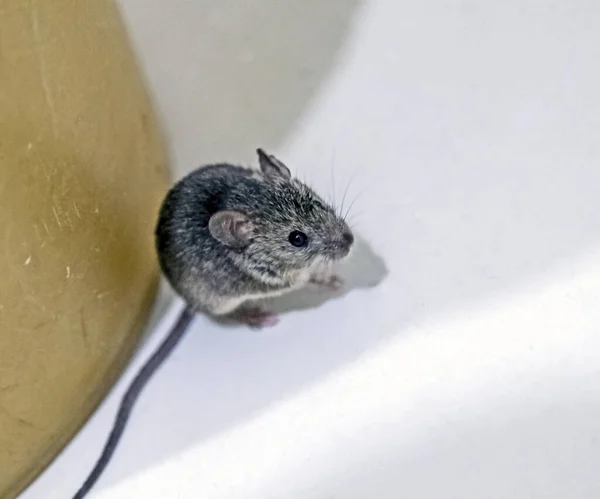 Ratón de casa gris con nombre latino Mus musculus — Foto de Stock