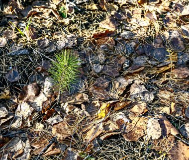 Ormanın yeniden canlanması için ormana ekilmiş küçük çam tohumları.